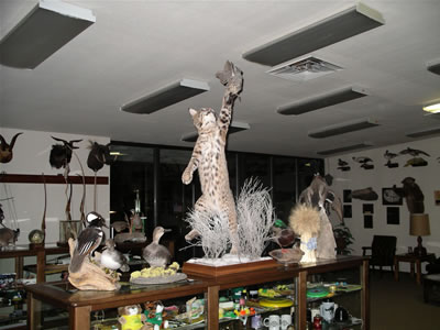 In the foreground, a cougar, fully extended, plucking his quarry out of the air